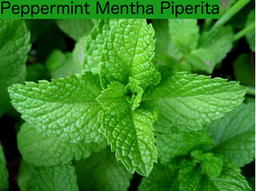 Peppermint