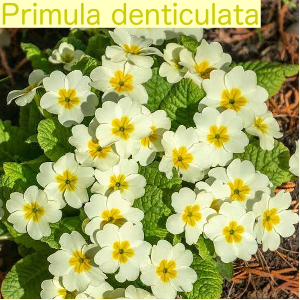 Primula