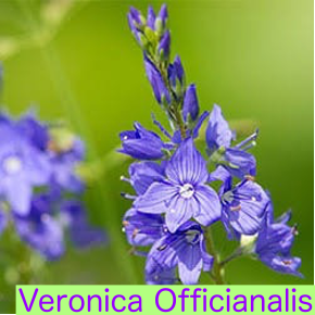 Veronica