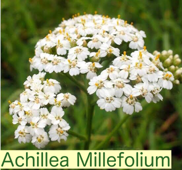 Achillea